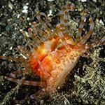 Limaria fragilis